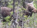 moose encounter
